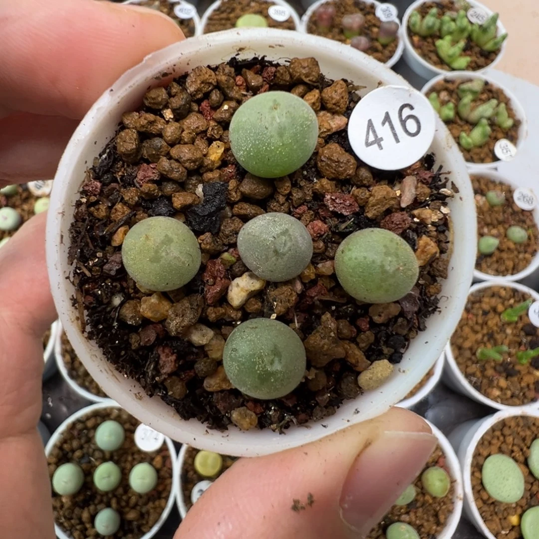 空蝉一颗脱土4160000