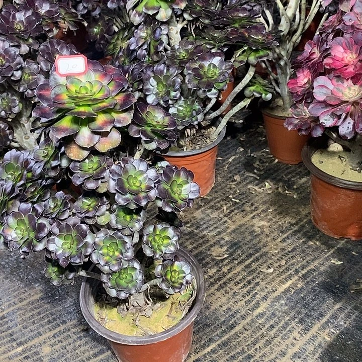 20，晚霞多肉法师多肉法师