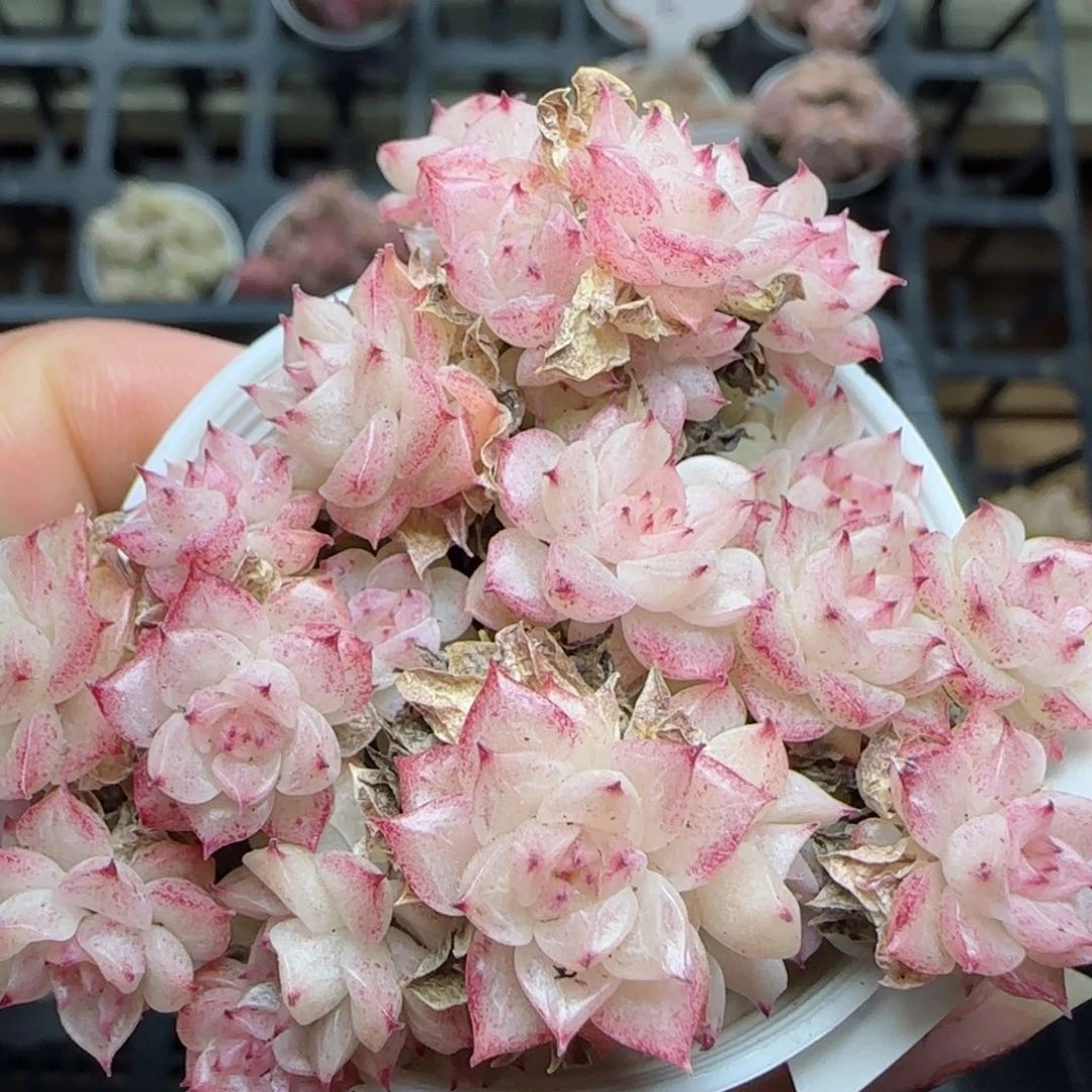 花语逸镜0225-427散