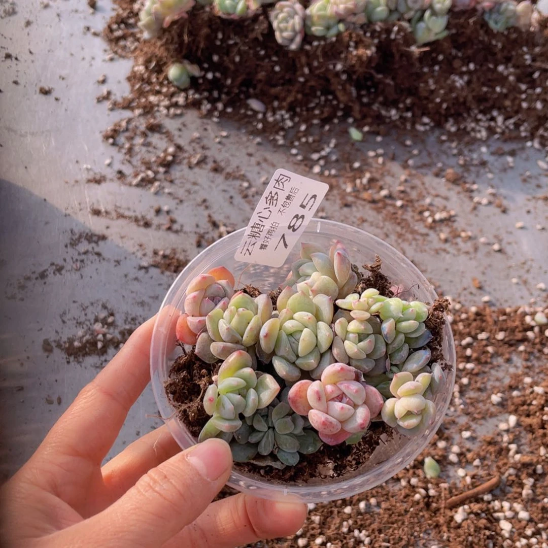 云糖心多肉植物785
