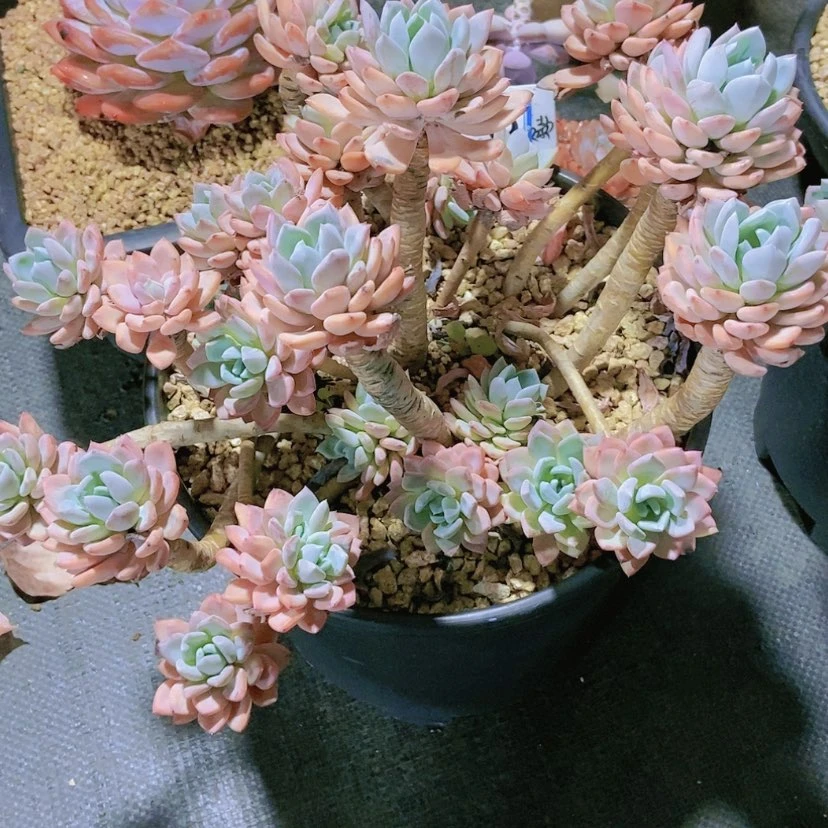 【闪购商品】@**呀2565