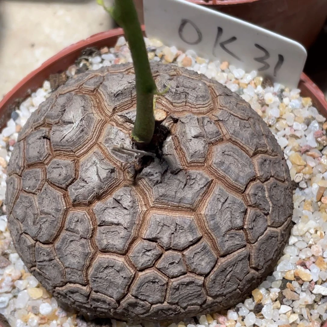 盆栽，足球纹龟甲龙8.8公分