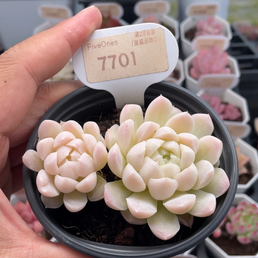 白月影7701-8.5厘米
