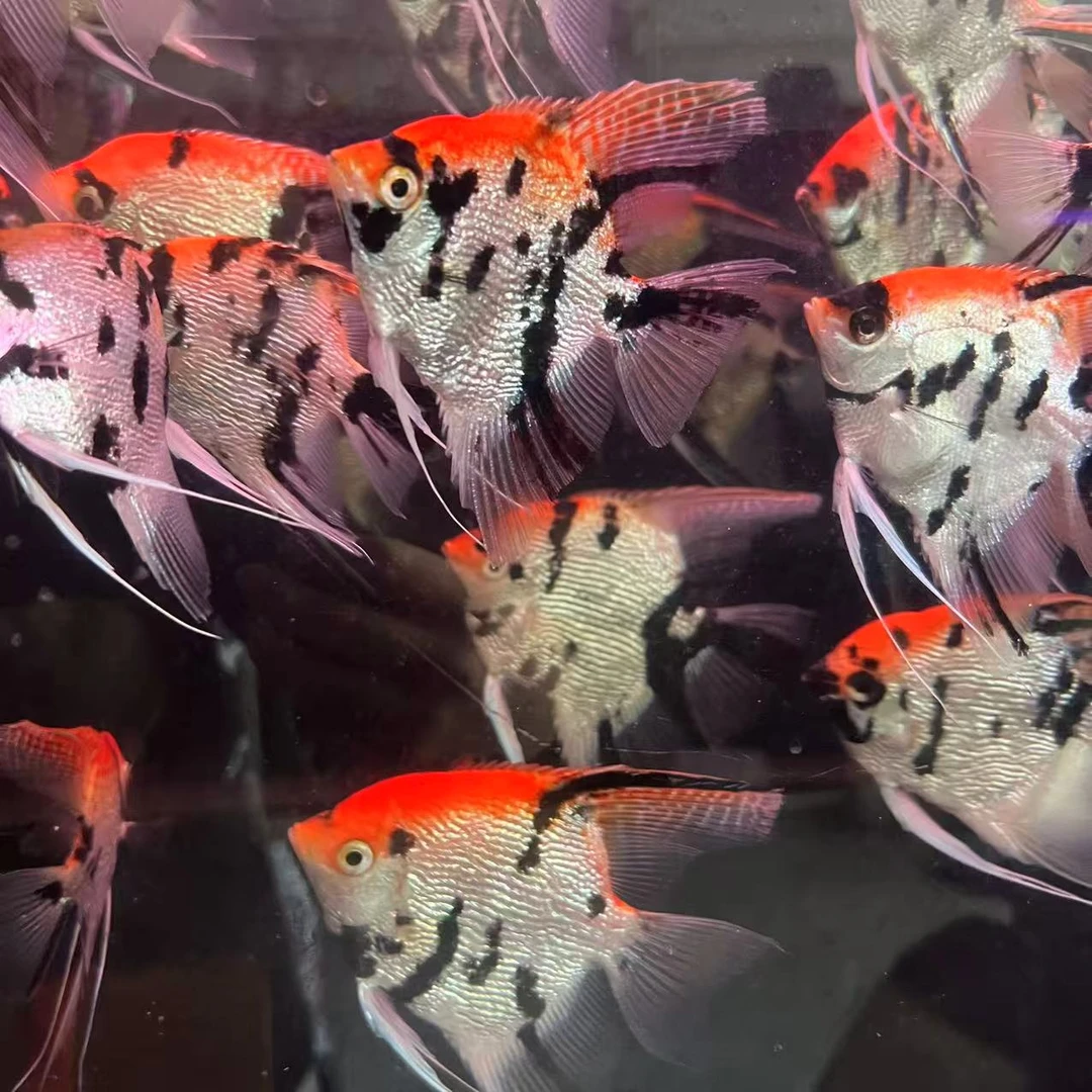 【熊猫三色观赏神仙鱼】热带淡水观赏鱼可繁殖新手适用好养耐活