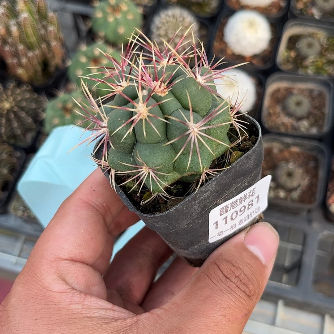 110981一物一拍单