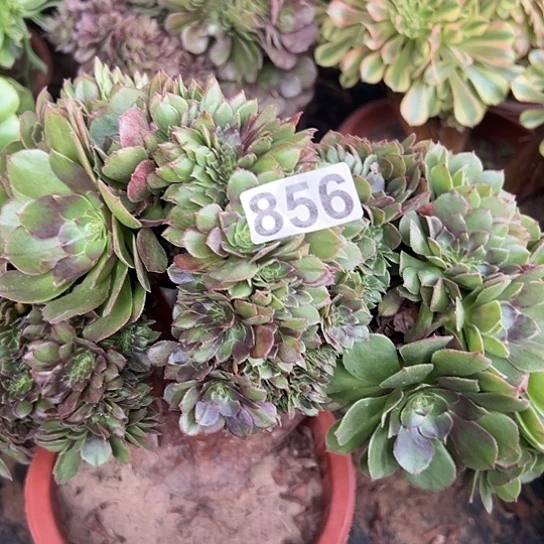*****多肉植物一个万追856