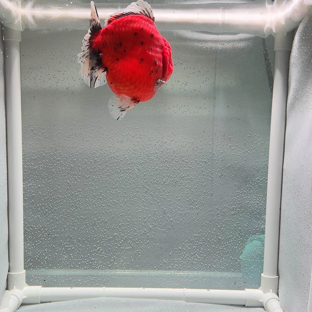 金鱼百褶泰狮金鱼