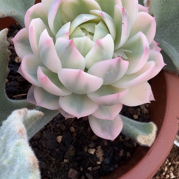 粉水晶锦多肉锦植物