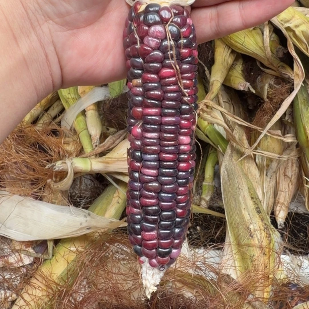 三***半吊坠柏香籽/百香籽