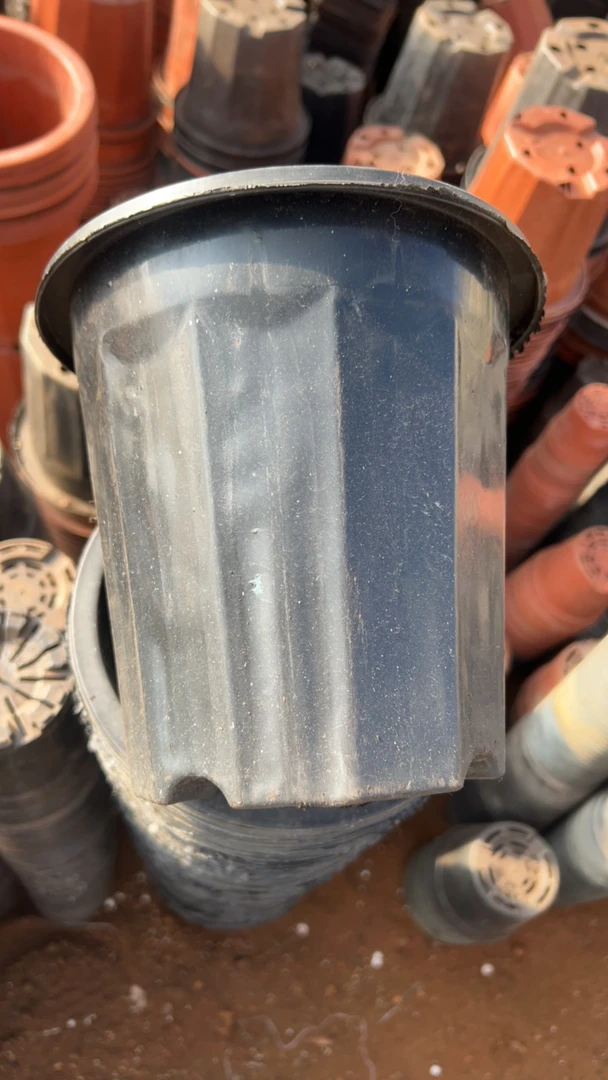 双12塑料旧花盆  黑砖盆19口径15高  （15个)