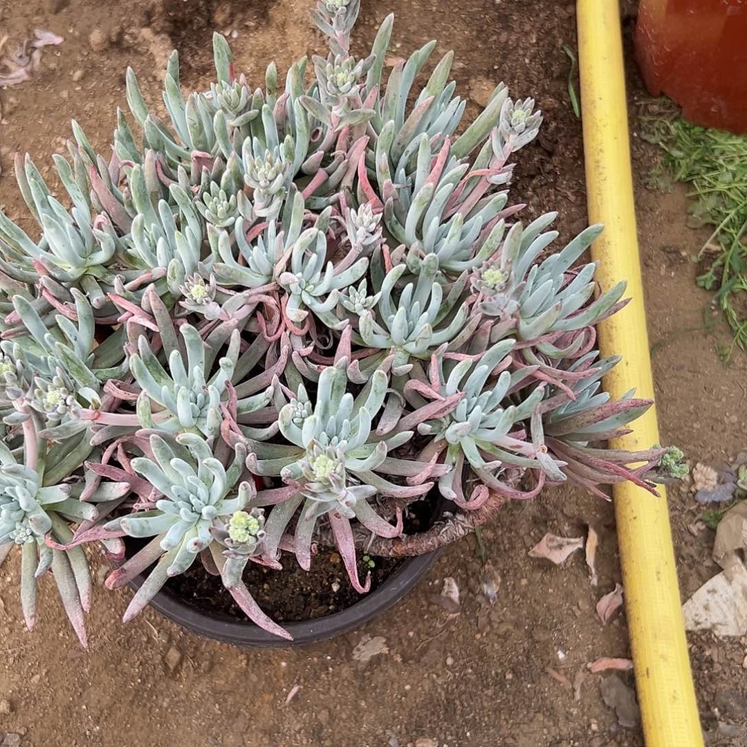 多肉植物多肉植物