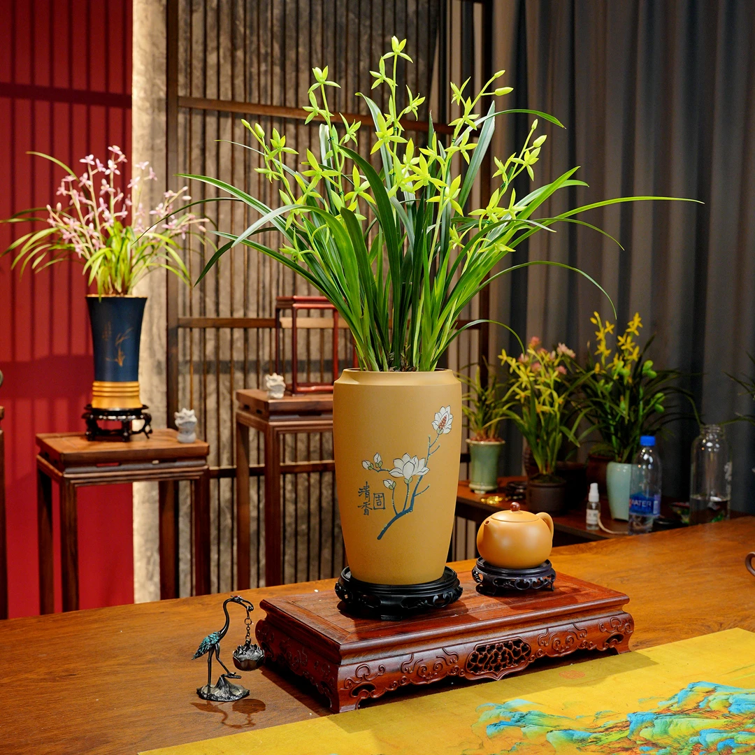 建兰铭品【夜明珠】名贵兰花 宜兴大师黄段泥紫砂盆 室内好养易活
