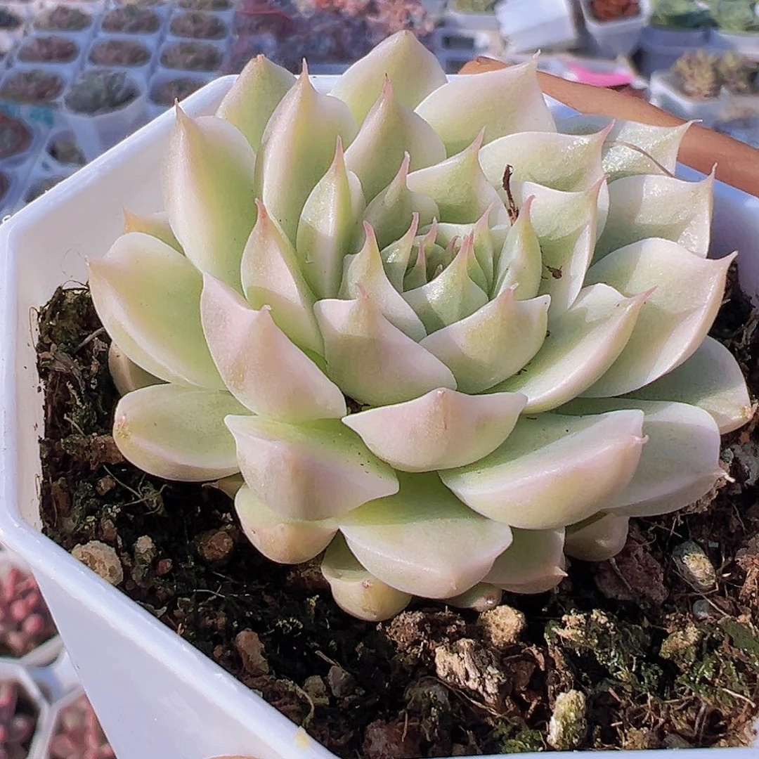 玛格丽特锦19包邮多肉