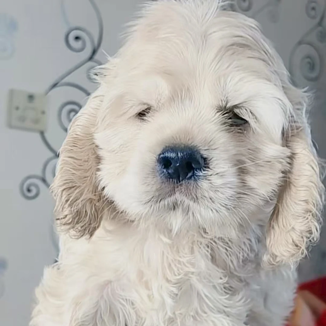 宁宁家美卡犬活体犬（萌宠中型犬）