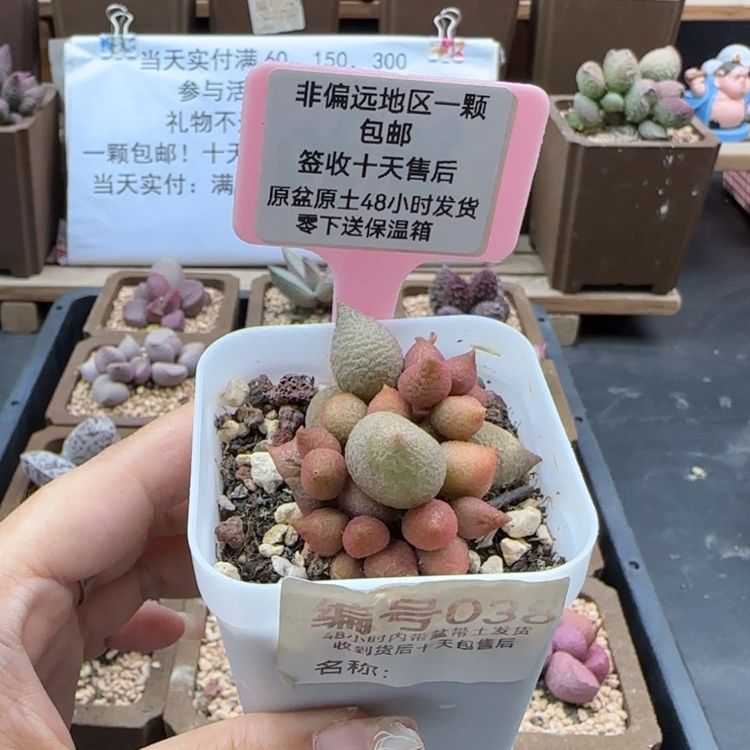 038小辣椒多肉植物