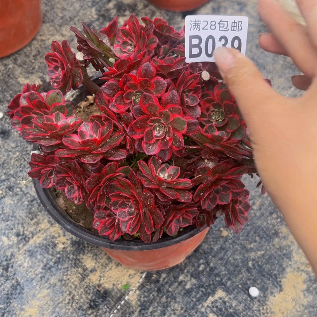 39多肉植物一物一拍