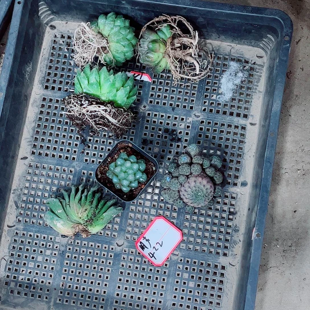 福利玉露处理玉露