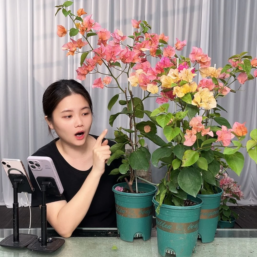 当前无花栽培后可以开花阿达娜带竹一颗