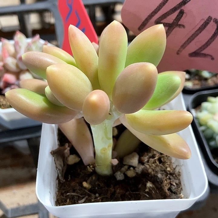 多肉植物金蟾1412