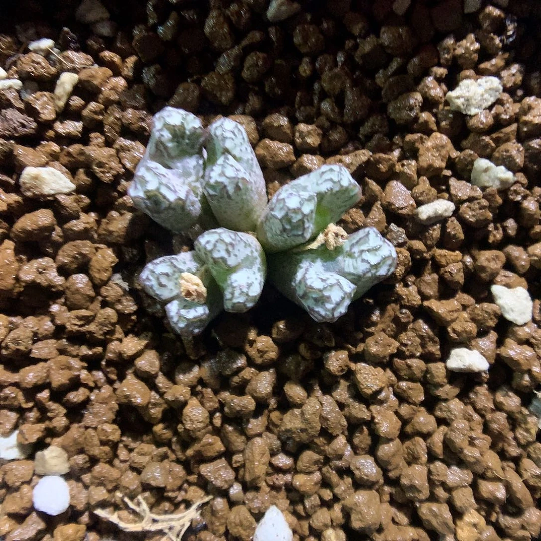 8-10-34 春传一群特60