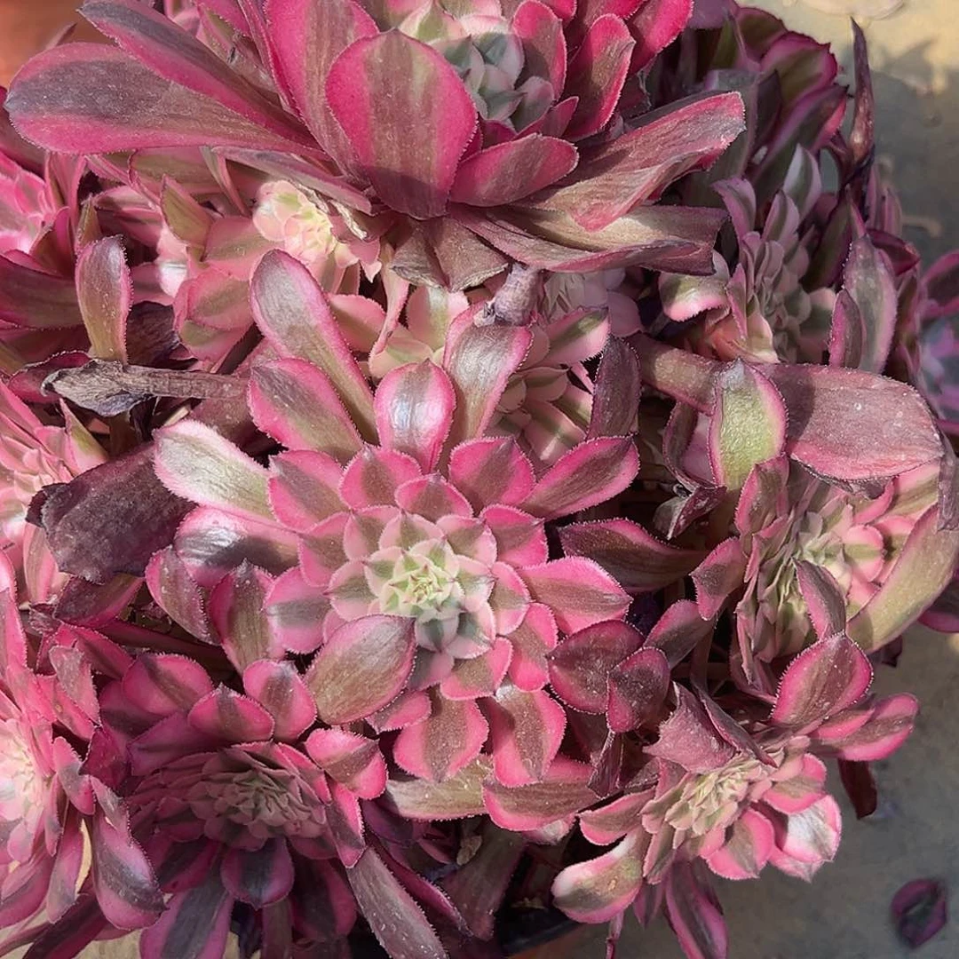 6.5-22红桐柏多肉植物1