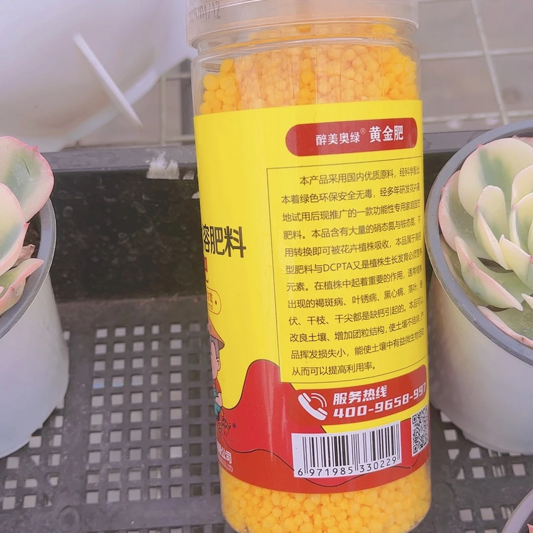 多肉植物黄金肥多肉