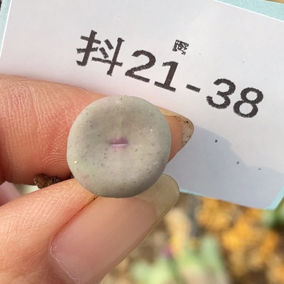 21-38肉锥多肉植物