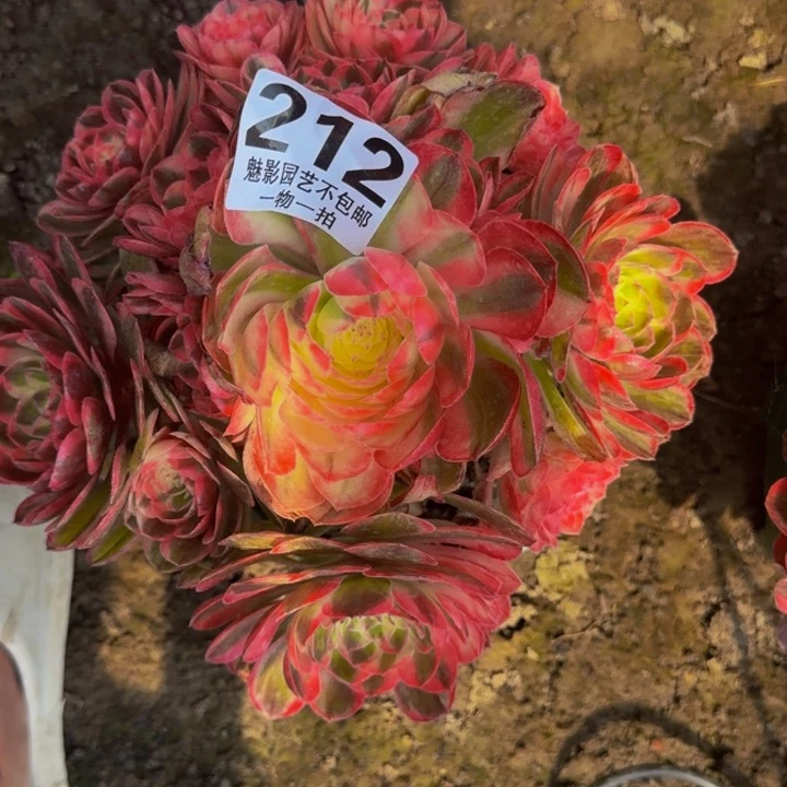 海神花25-18包邮花花