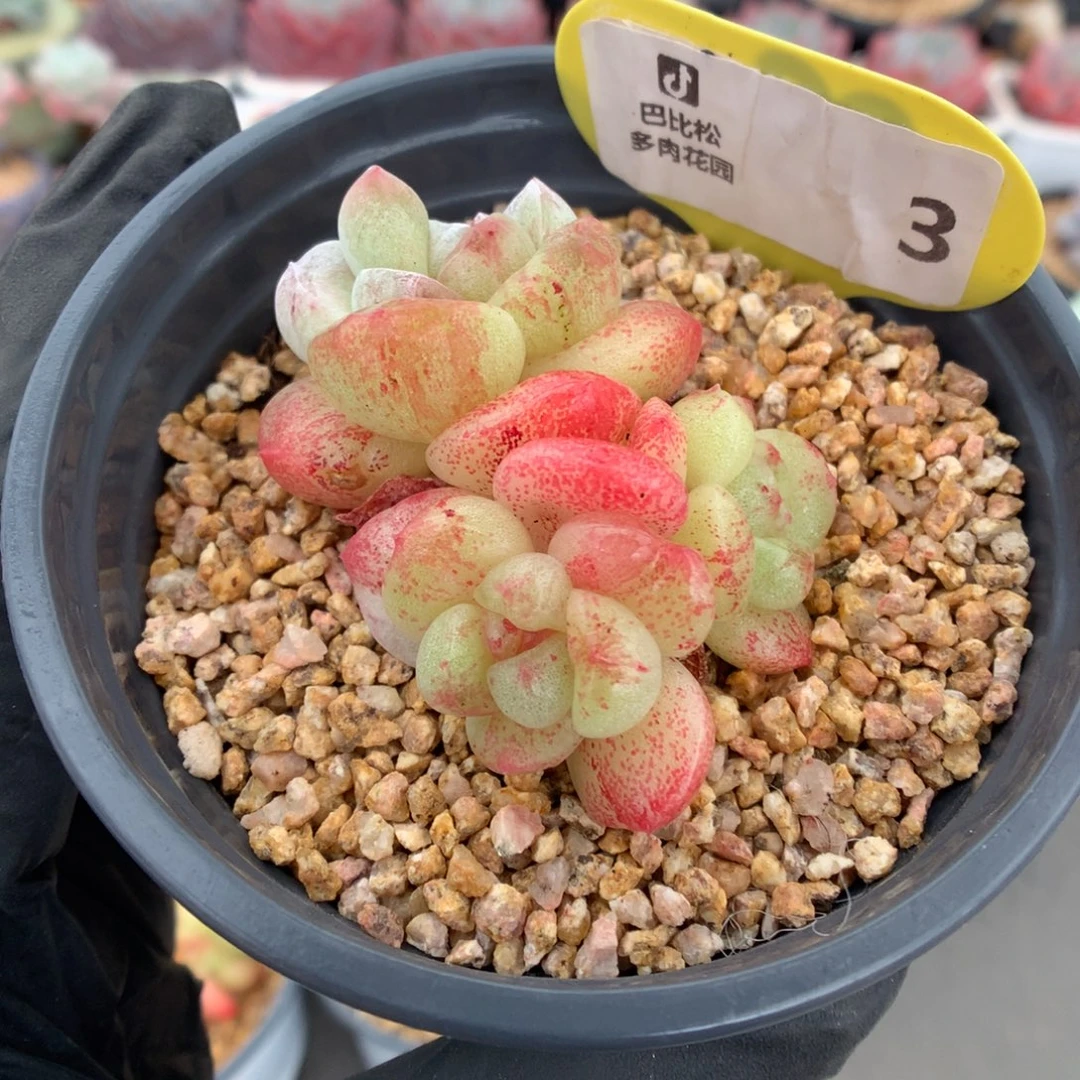 3 冰玉石化多肉多肉