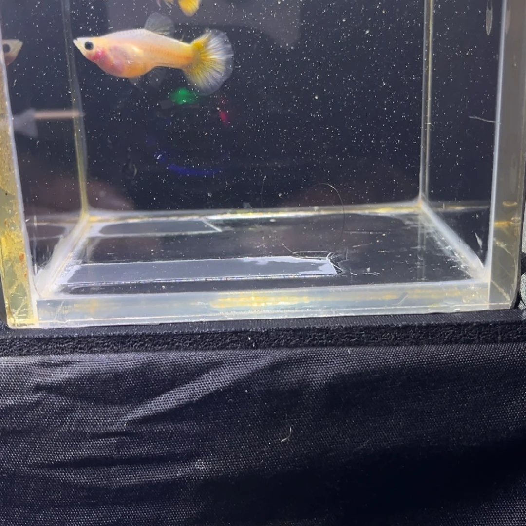 孔雀鱼孔雀鱼孔雀鱼