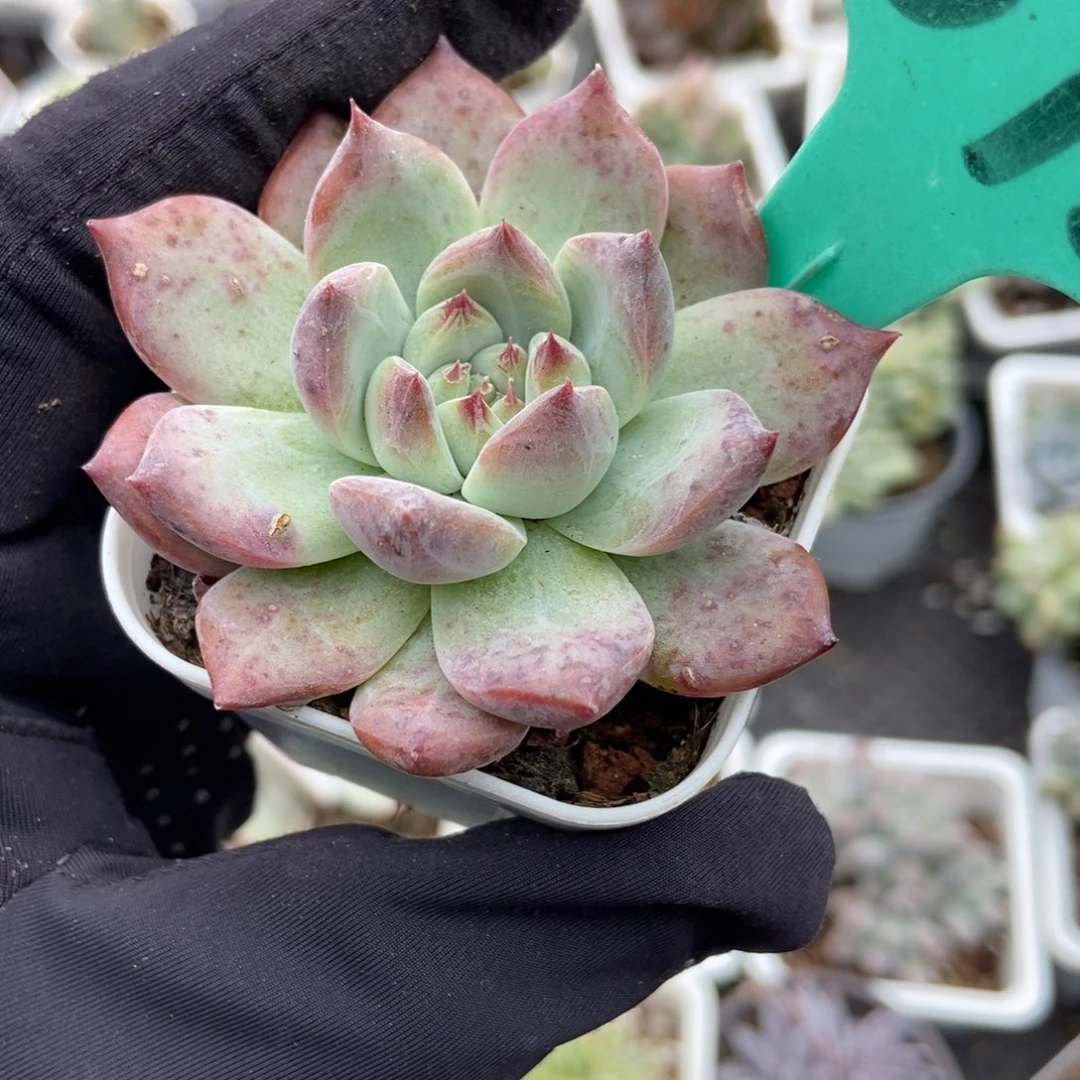 1873钻石卡多肉植物