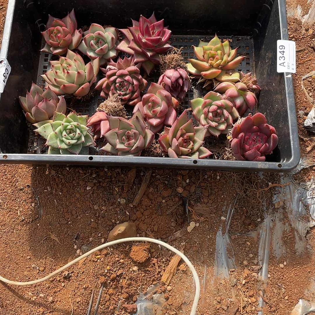 L***娘若如多云单拍A349