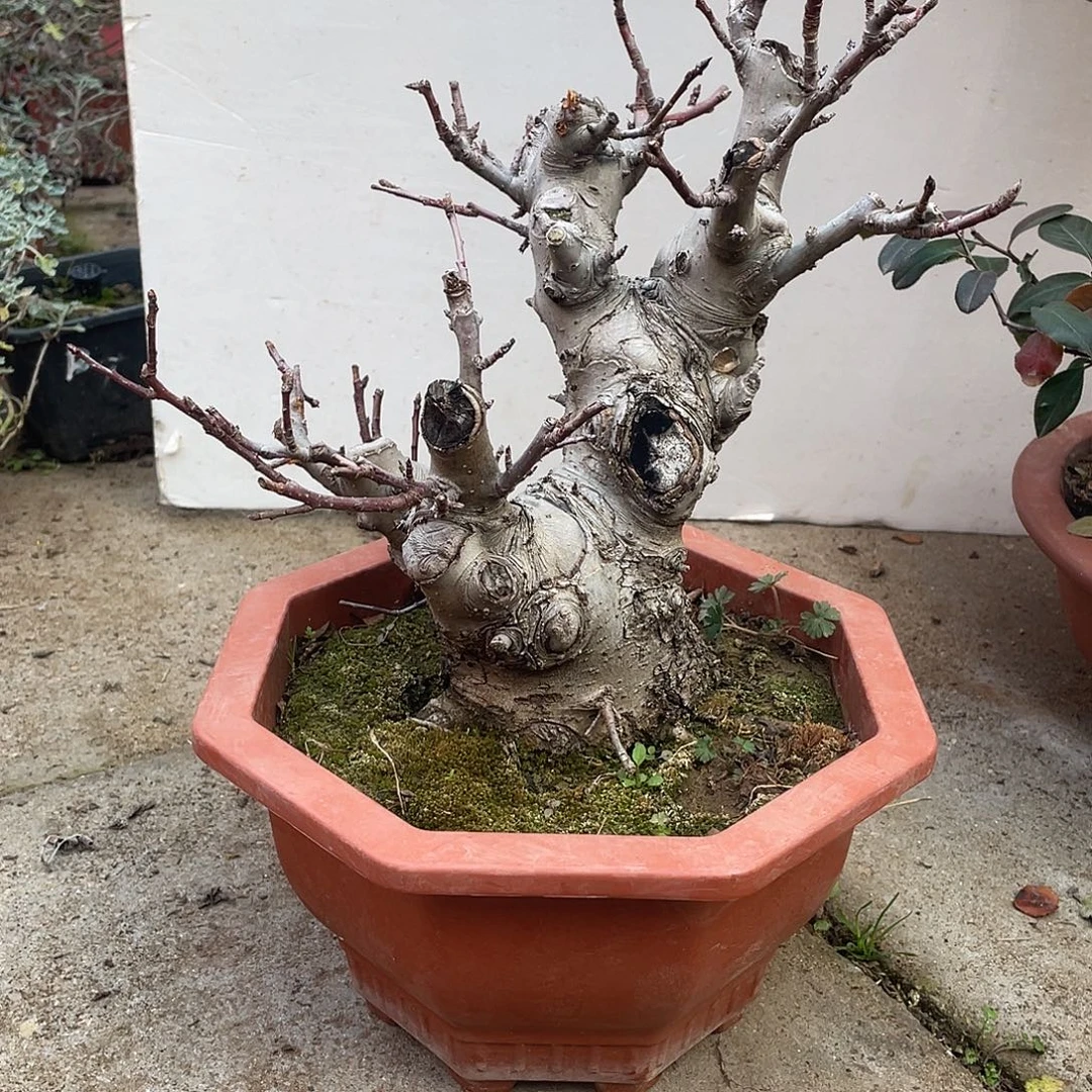 完全开放盆景海塘冬红果