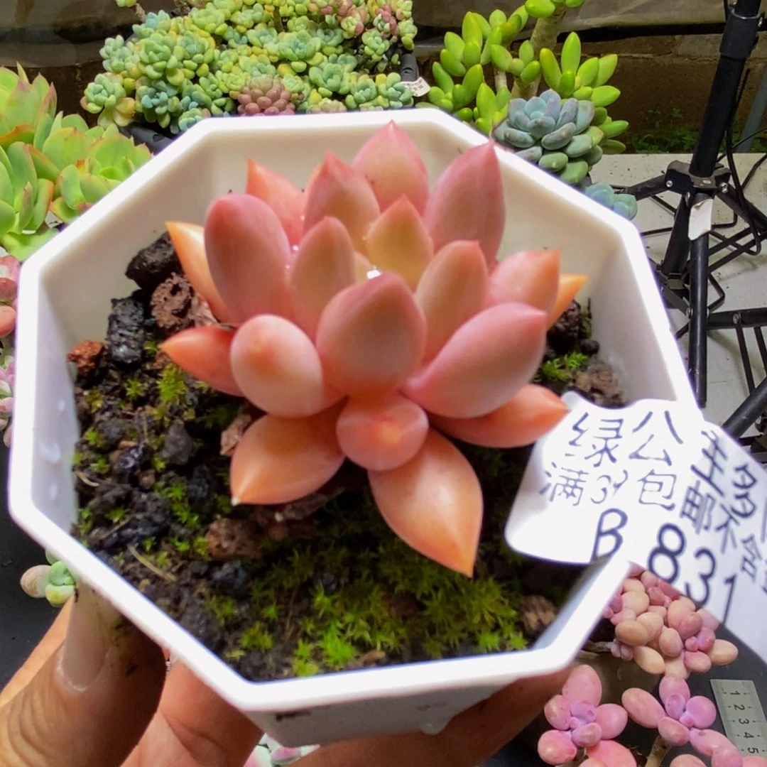 831车厘子4cm多肉植物