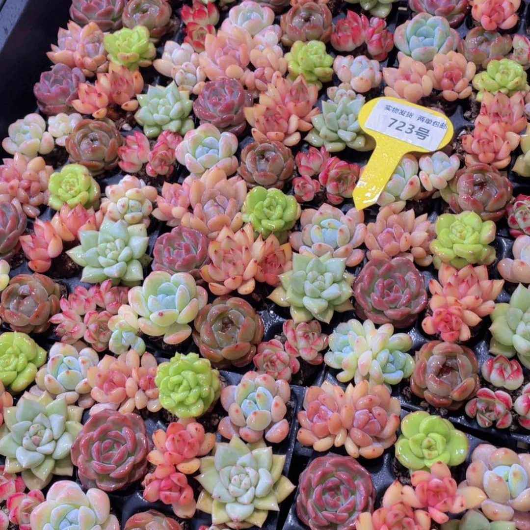 723号 全状态精品美肉九个