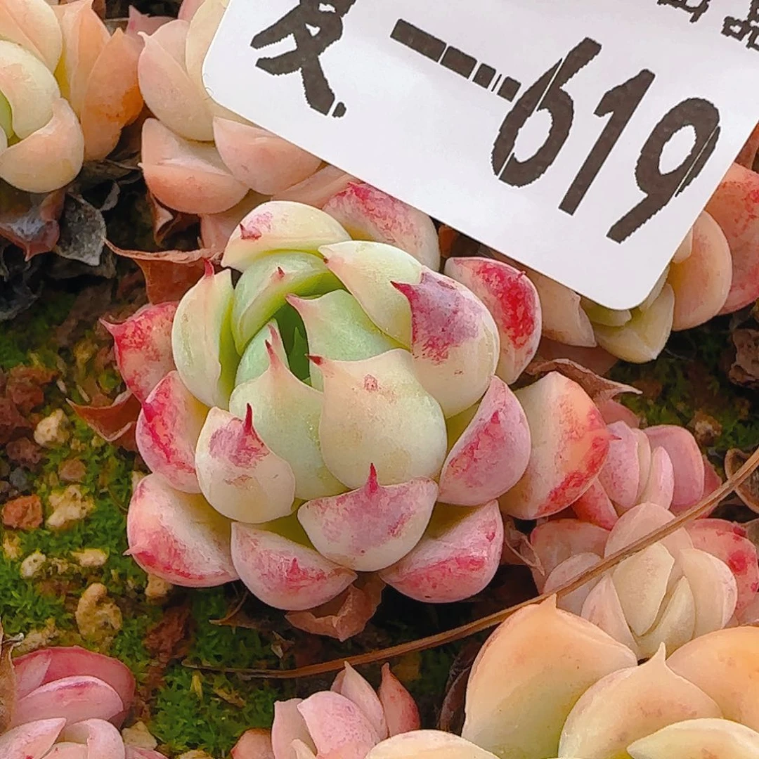 619，仙农出品，七代