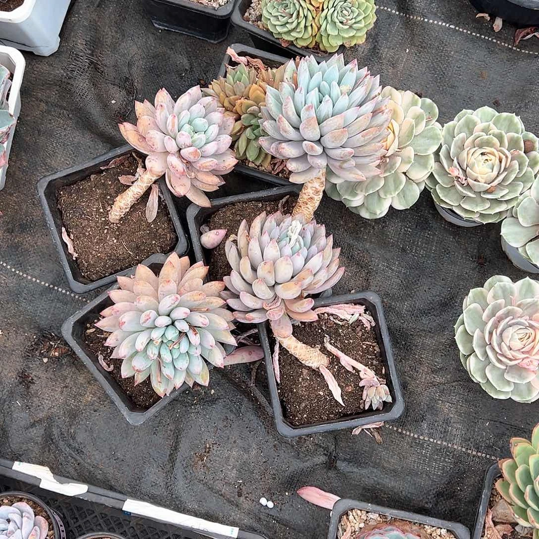 萤*多肉植物一物一拍