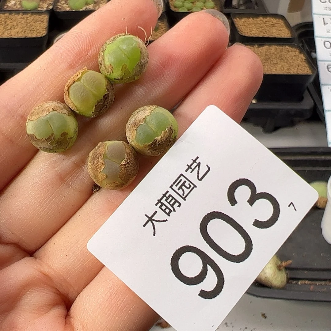 0000903 一物一拍。