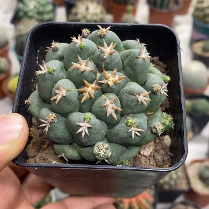 短豪刺象牙特价福利