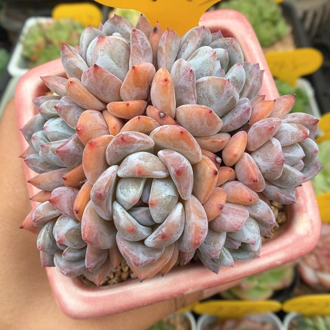 橙梦露群生朵朵713号