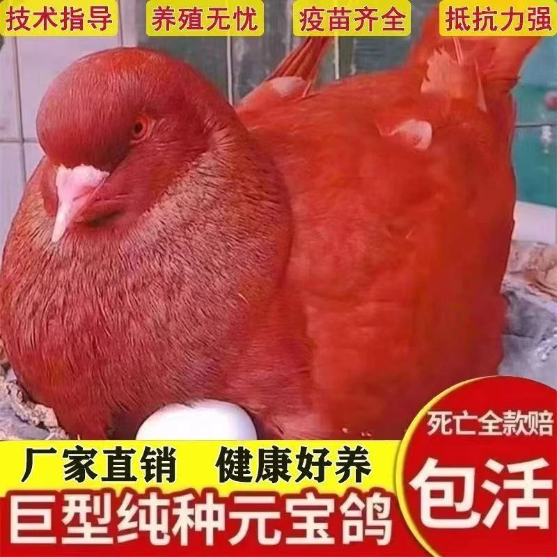 元宝鸽正宗元宝鸽大体元宝鸽公斤鸽观赏鸽种鸽一对活物纯种元宝鸽