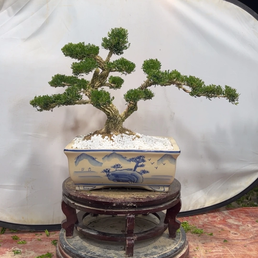 无花朵广东皱皮雀舌黄杨