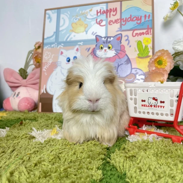 奶黄开脸长顺毛弟弟 旋背 顺丰包邮