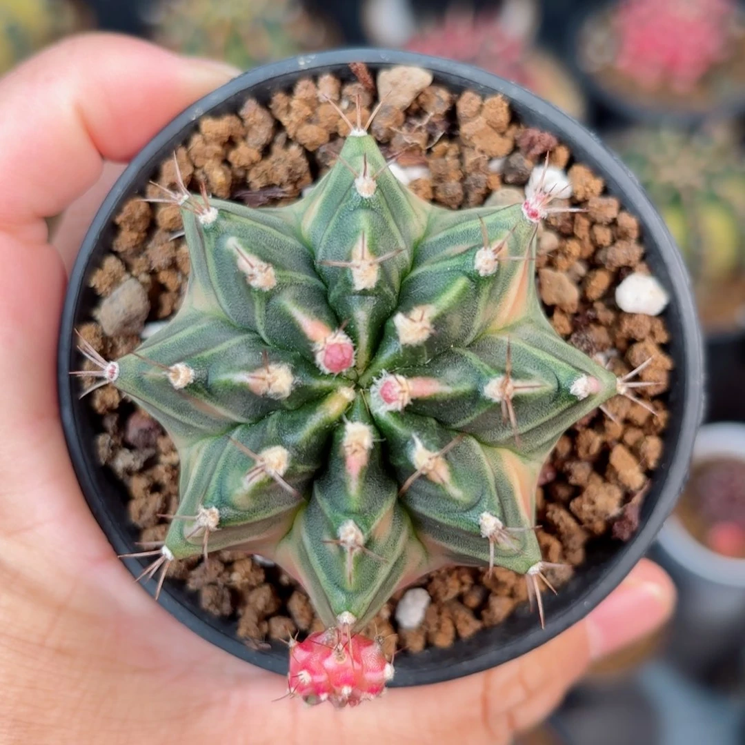 泰系米哈仙人球102