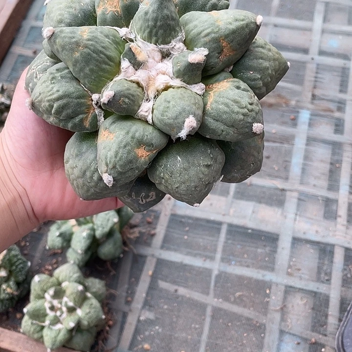自根花牡丹怒瑕疵特价14