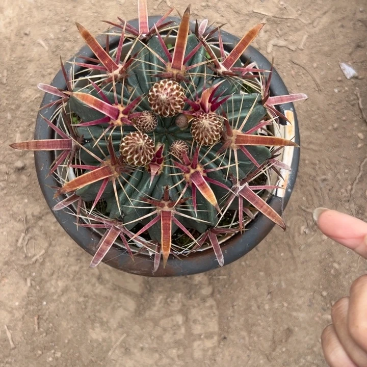 ****³吉祥如意等名家的书法