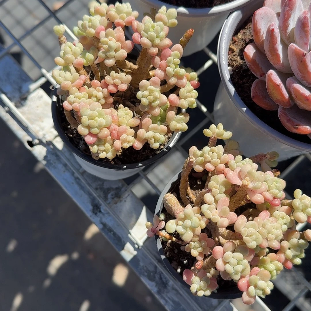 鱼子酱静控多肉植物惊奇的