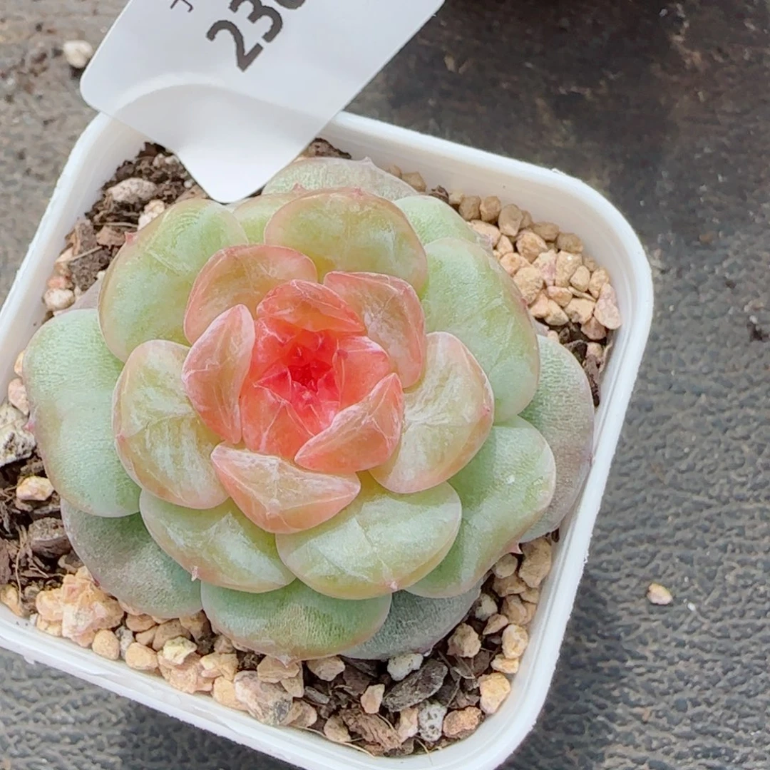 孤品珍妮，2309多肉植物