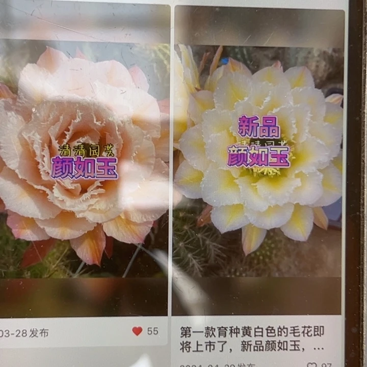 清清颜如玉侧牙仙人球