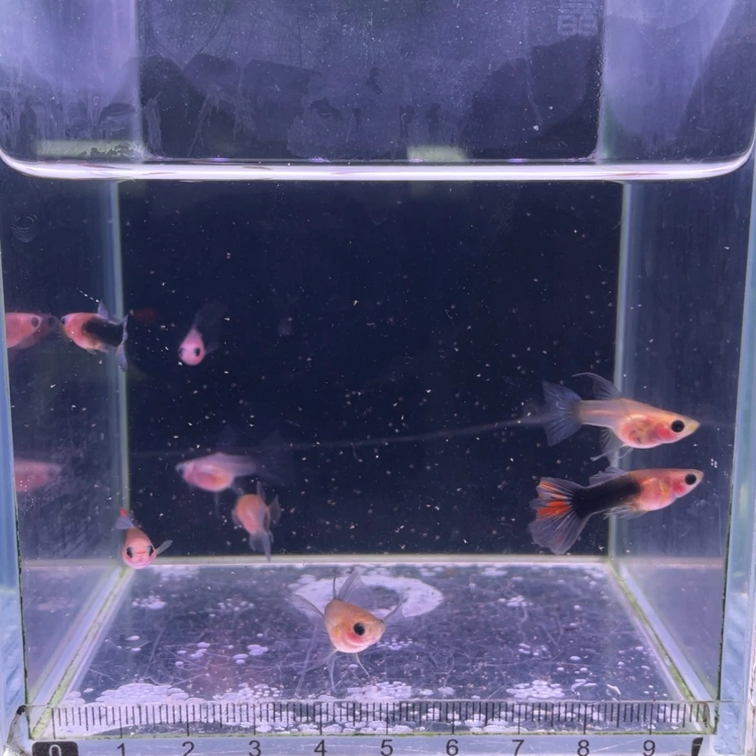 用***8孔雀鱼黄肉c3对加1对超透